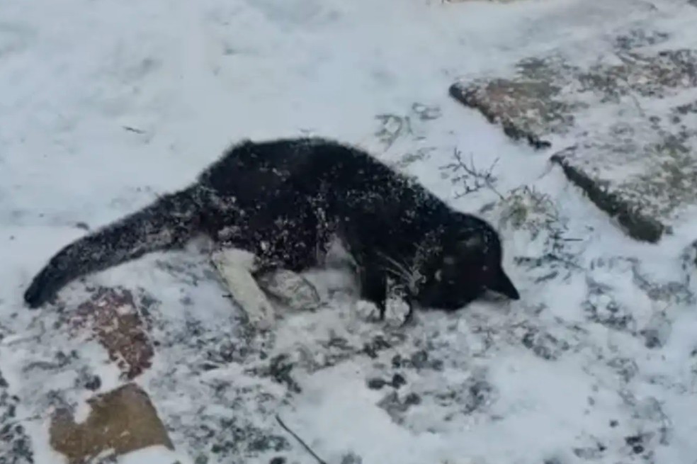 Impactante rescate de más de 100 gatos enfermos tras tormenta de nieve