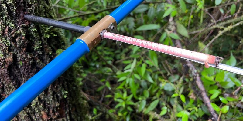 Los anillos de los árboles revelan un cambio profundo en el clima de la Amazonía
