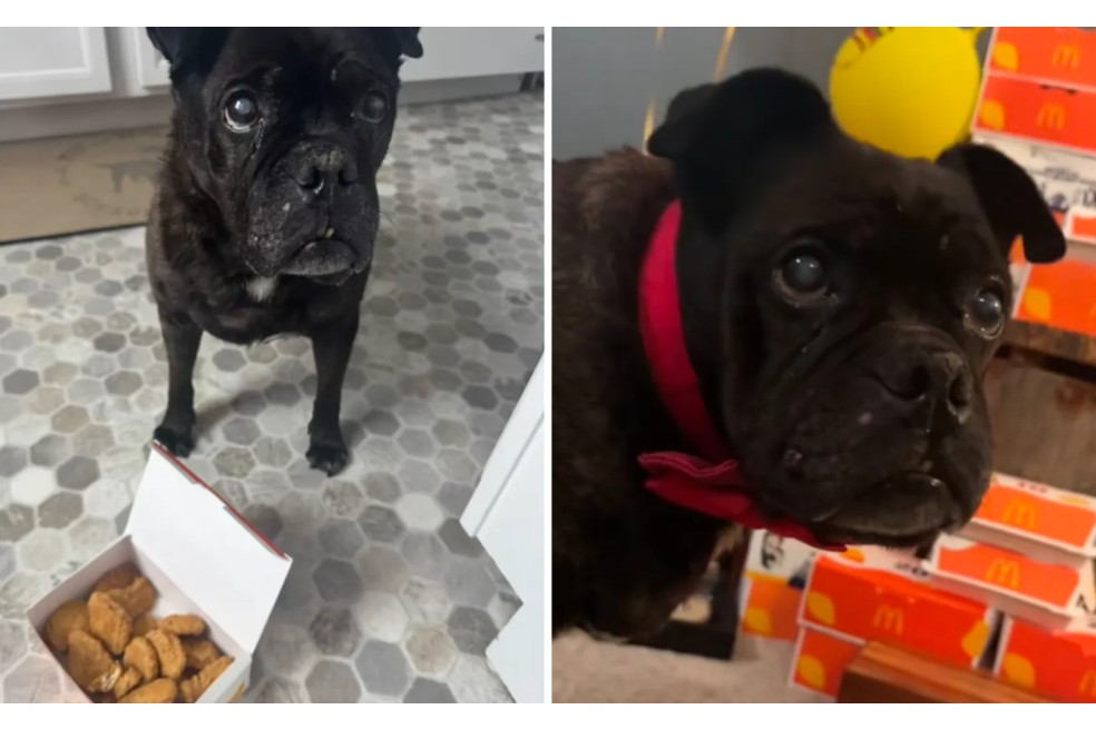 Perro con cáncer terminal sorprende al vivir siete meses más comiendo McNuggets