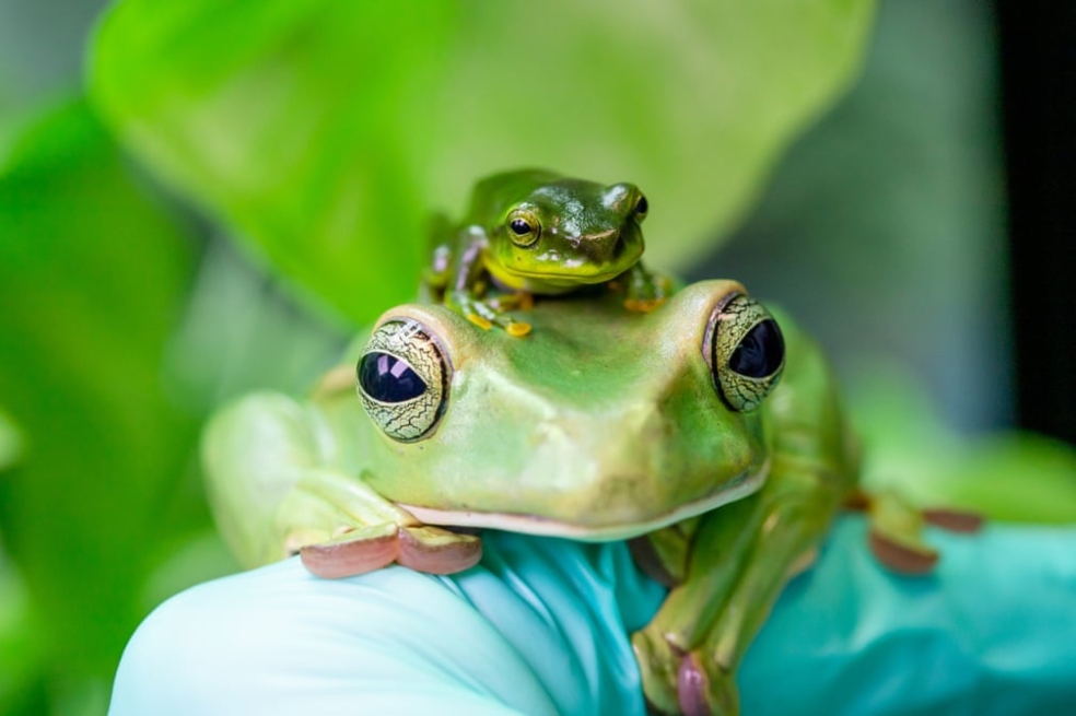 Las fotografías de los animales más impactantes en BIAZA 2020
