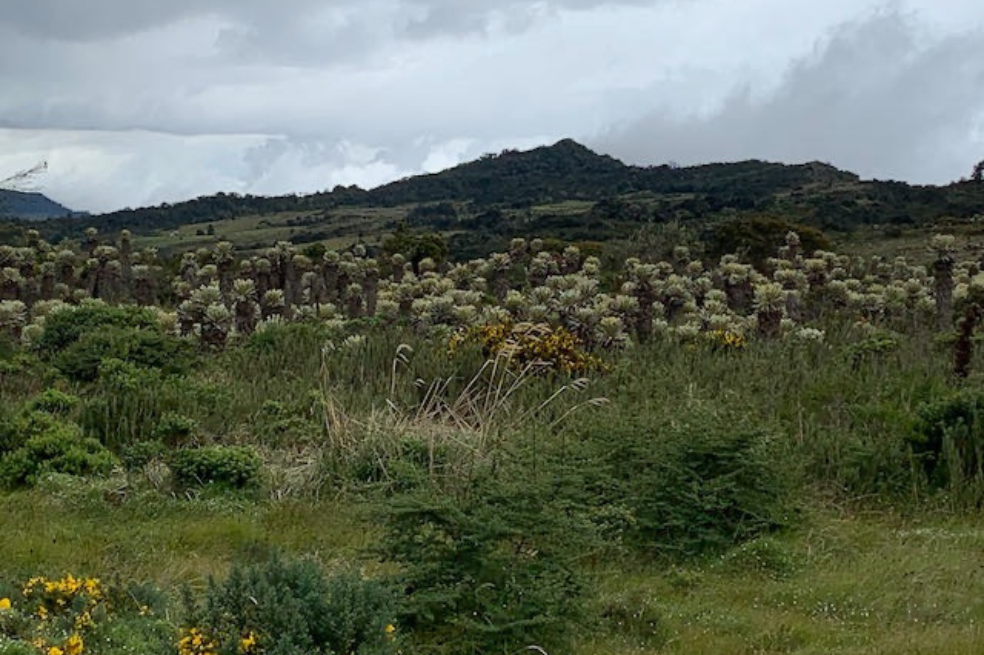 Población de Espeletia saboyana en el páramo de Saboyá.
