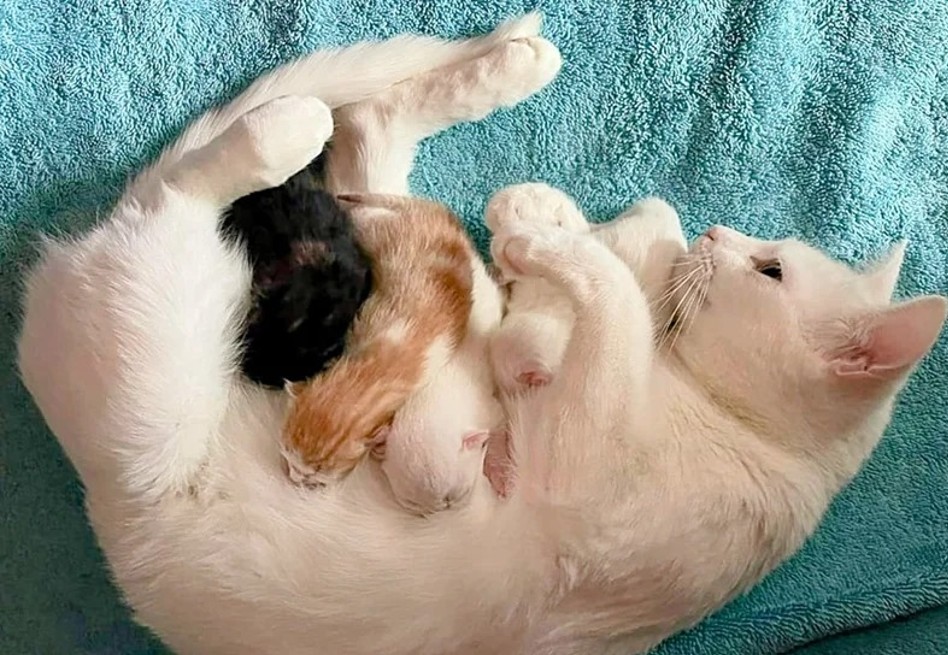 La gata era amistosa y probablemente había vivido con personas antes.