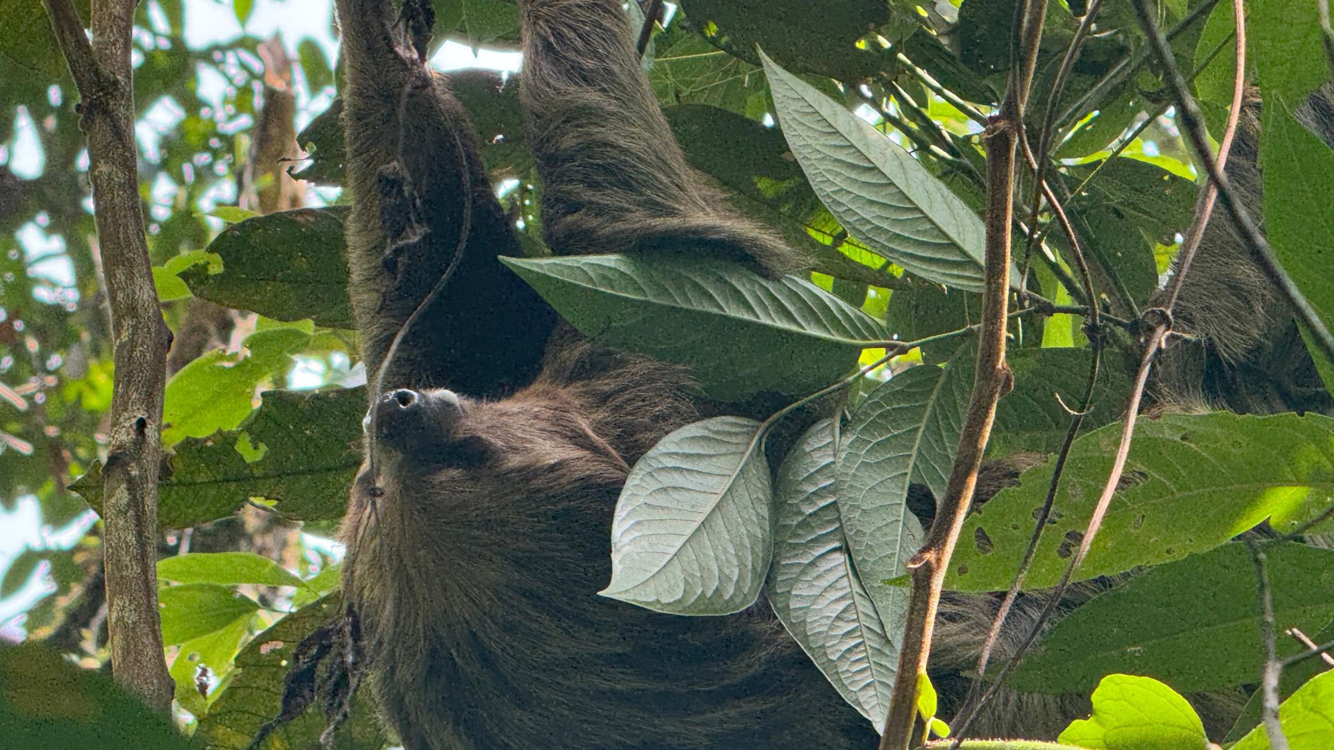 En caso de encontrar fauna silvestre fuera de su entorno natural, evite su manipulación.