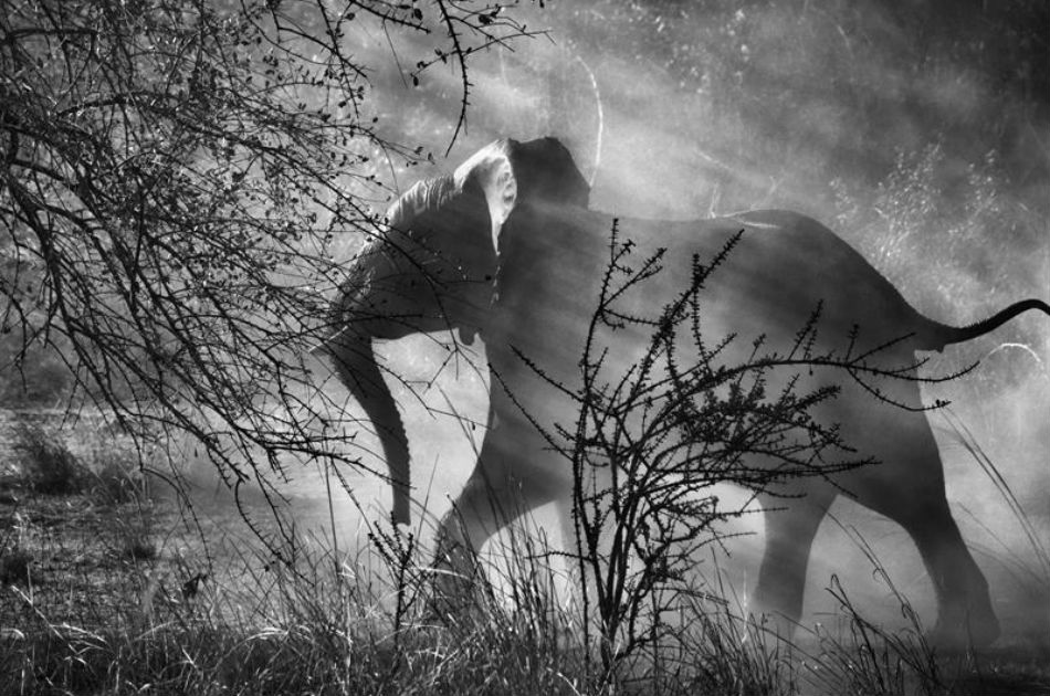 Sebastião Salgado, el fotógrafo del lado virgen del planeta