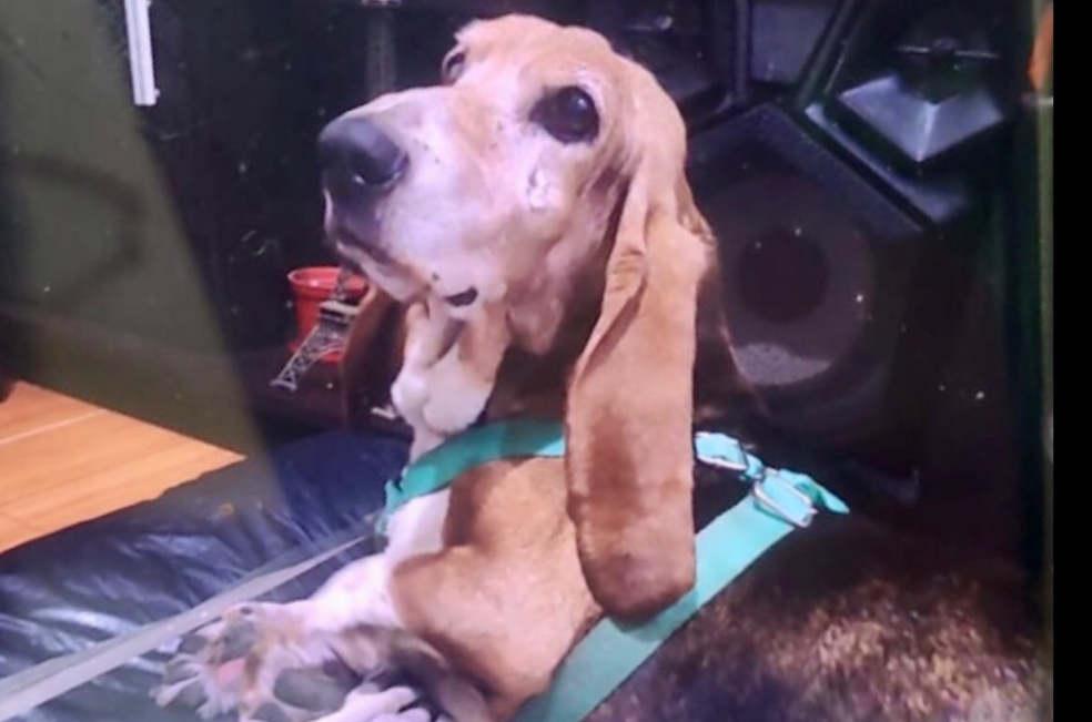 Autoridades atienden a perrita mayor que pasaba horas en un balcón de Kennedy
