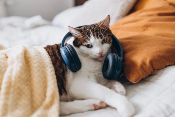 Música relajante para gatos asustados por el ruido de la pólvora en Navidad