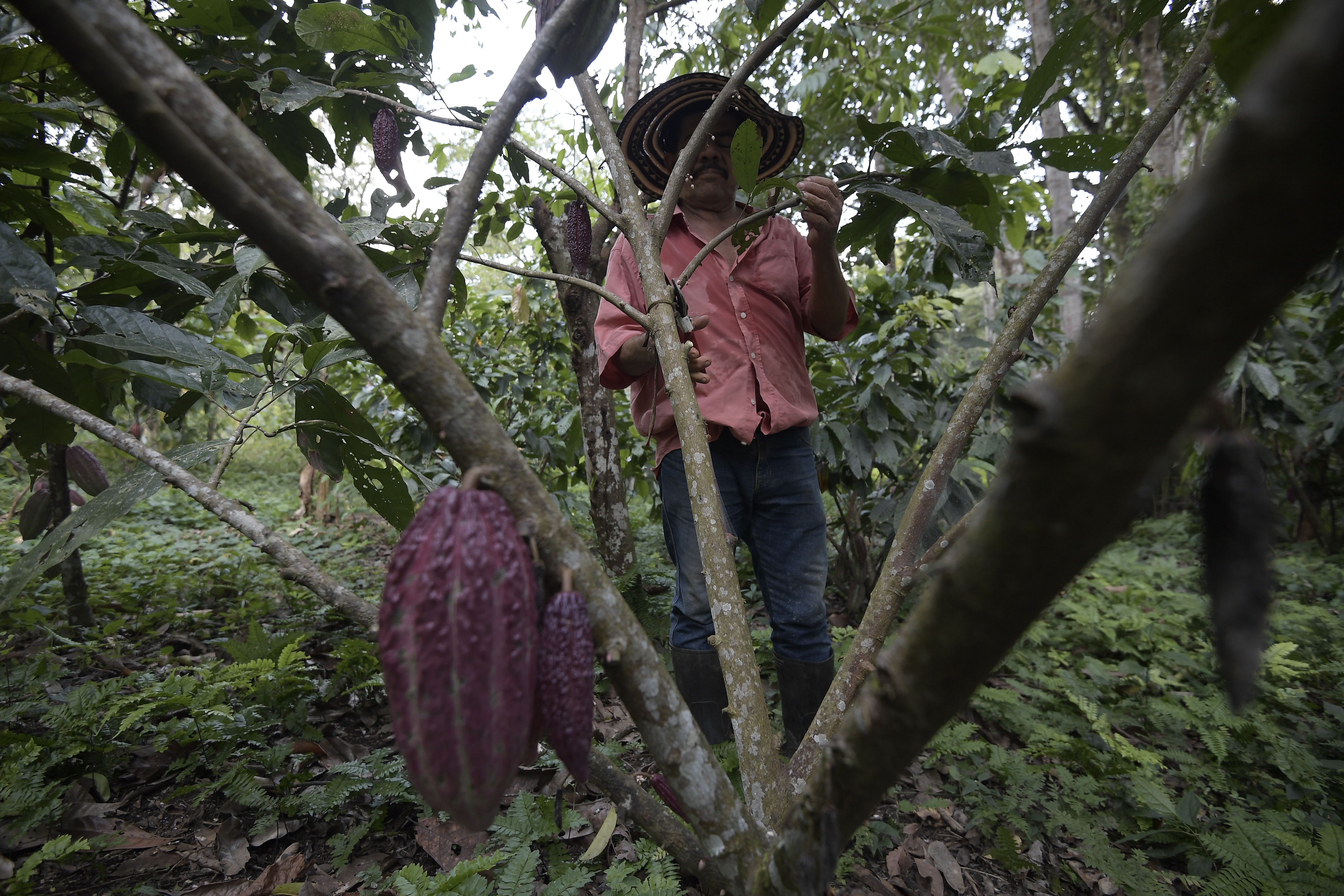 Lanzan proyectos de formación y educación dual y paisajes sostenibles en Colombia