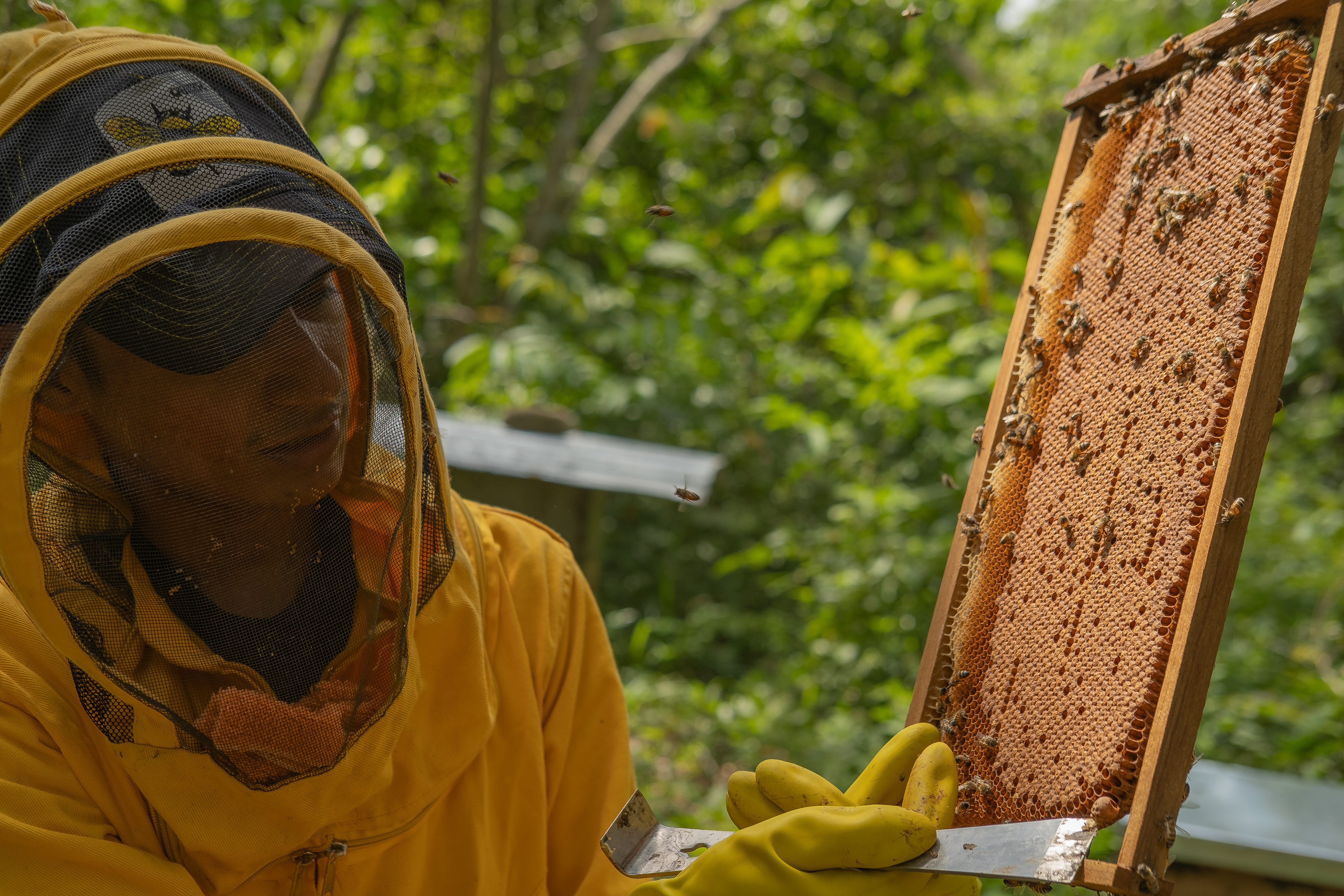 Leiver manipula una de las colmenas de abejas.