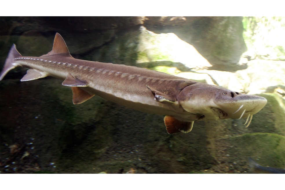 Desconcierto por la muerte de esturiones, una especie de pez en peligro de extinción
