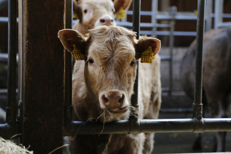 Comer menos carne: El mejor propósito para cuidar la Tierra en 2019