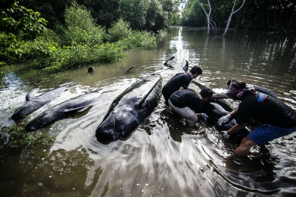 Más de 30 ballenas quedaron varadas en playa de Indonesia