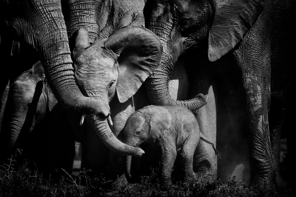 Lazos de amor, por Peter Delaney: 
Una manada de elefantes de la reserva de Addo, Sudáfrica, recibe el nacimiento de un nuevo integrante.