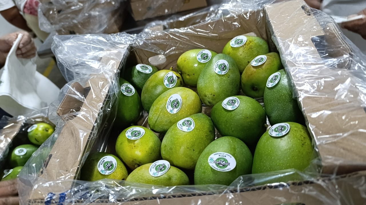 Colombia logra primera exportación de mango hacia Estados Unidos por vía marítima