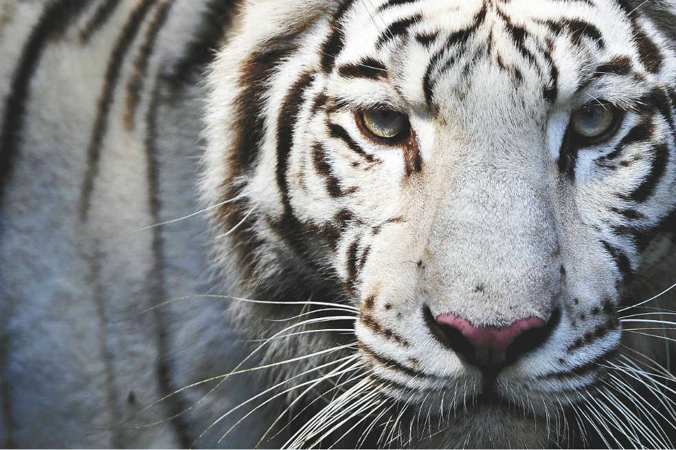 Cali, mundo animal