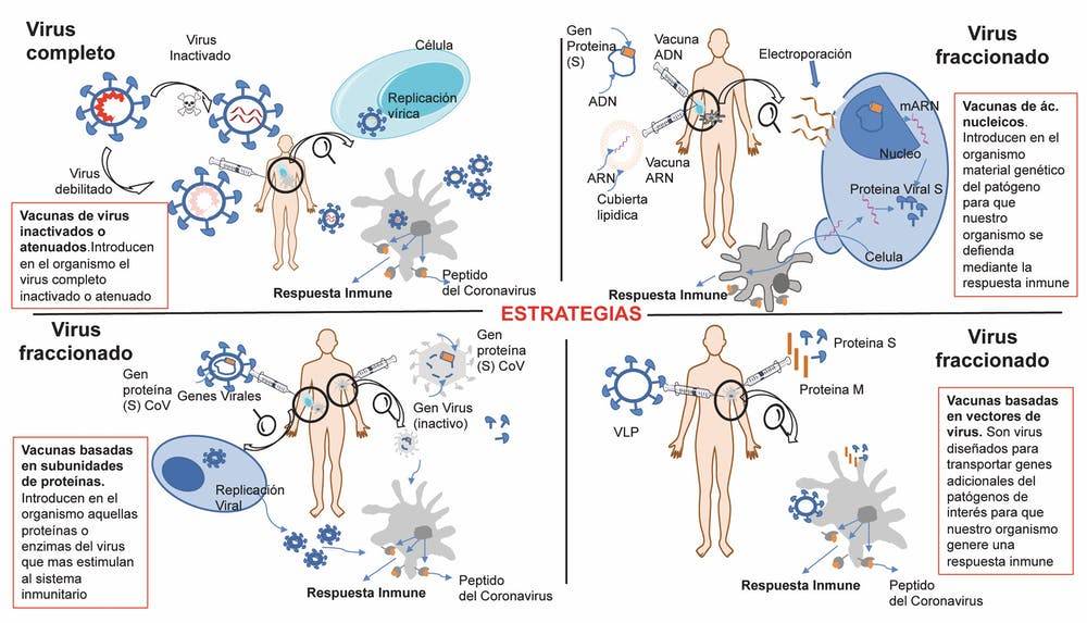 Todas las estrategias son vacunas con vectores replicativos y no replicativos, de ARN, ADN, de proteínas de subunidad, de virus inactivado y de pseudopartículas virales recombinantes.