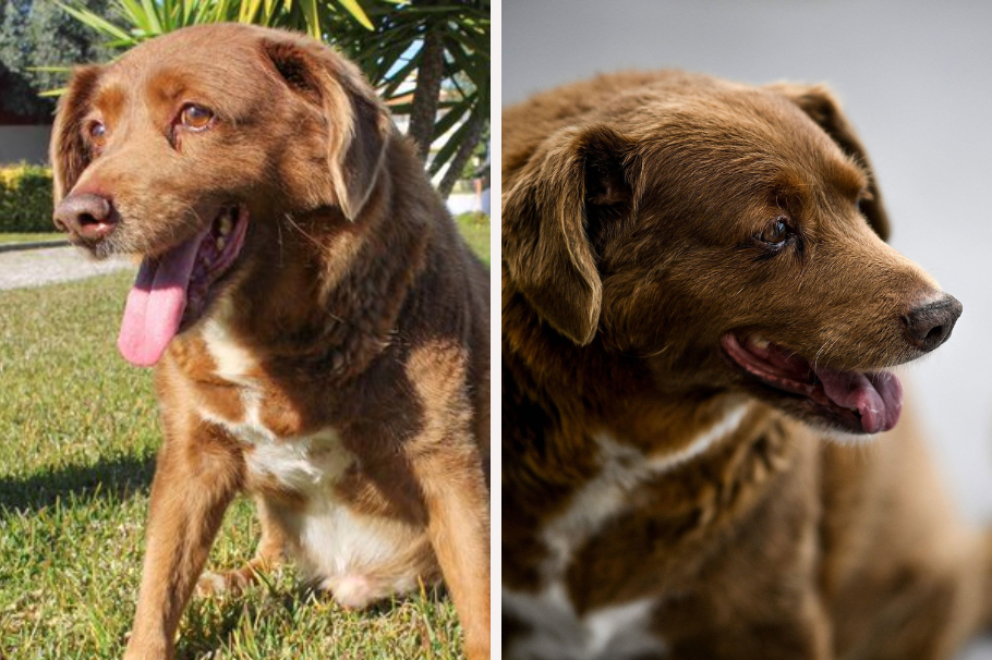 ¡Qué triste! La vida de Bobi, el perro más longevo del mundo, llegó a su fin