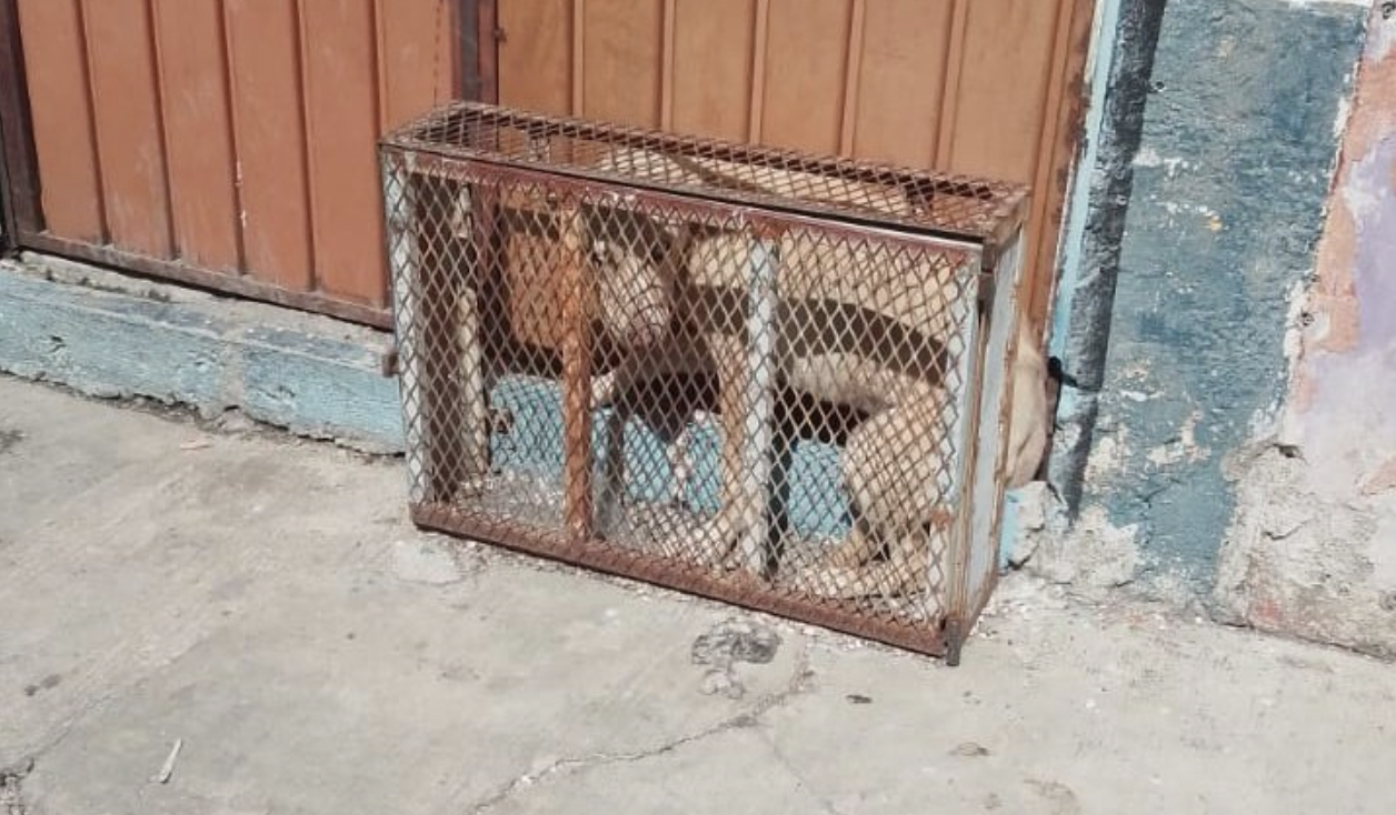 Presunto caso de maltrato en México: encerraban al perro por horas en jaula diminuta