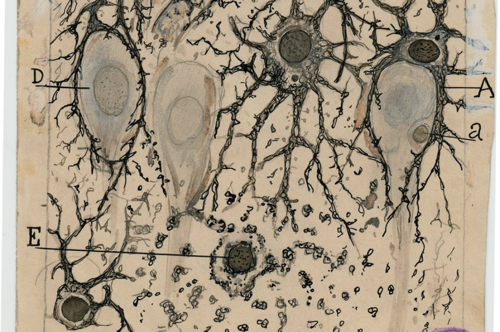 Así eran los dibujos de las células del cerebro en el siglo XIX