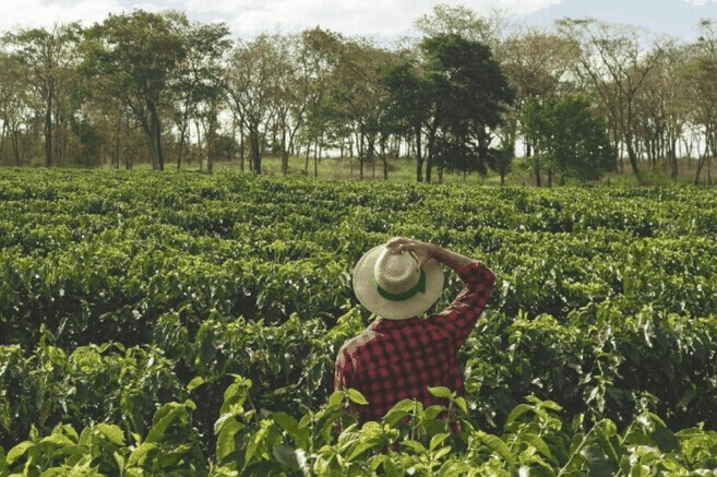 Soluciones basadas en la naturaleza, una forma para ayudar al mundo