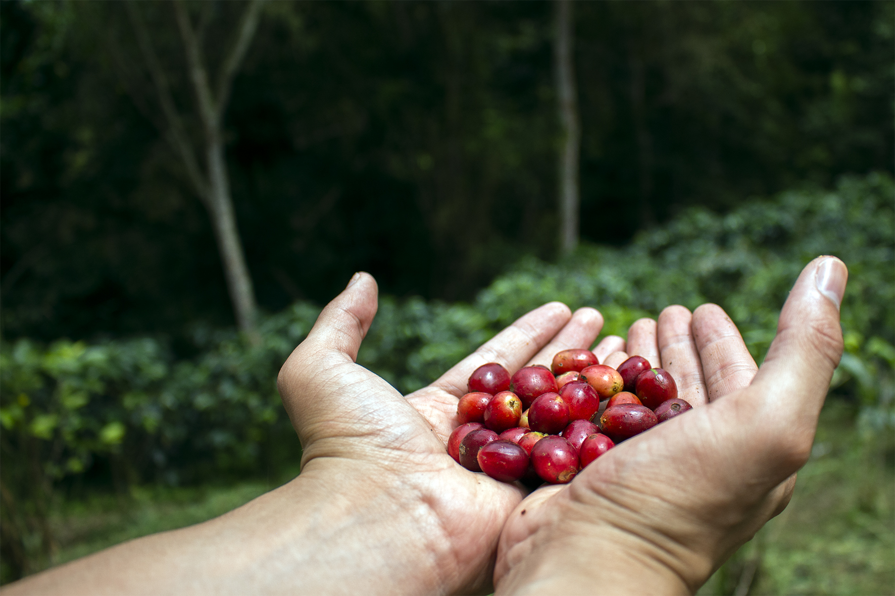 En octubre, Colombia aumentó sus importaciones de café, té y cacao
