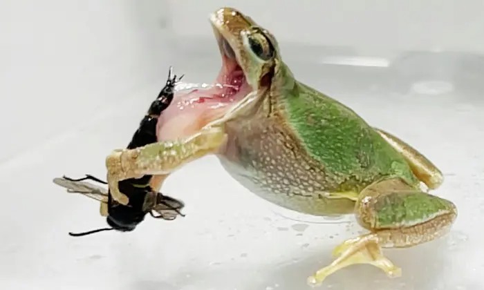 Video: las avispas alfareras macho usan sus genitales para no ser devoradas