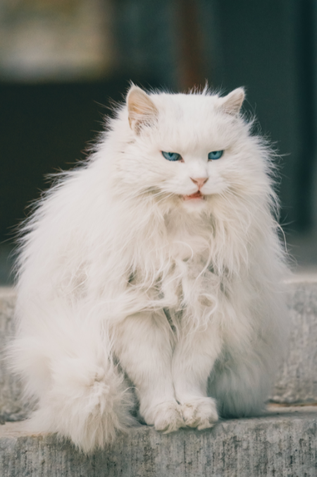 4 razas de gato con pelo largo que amarás