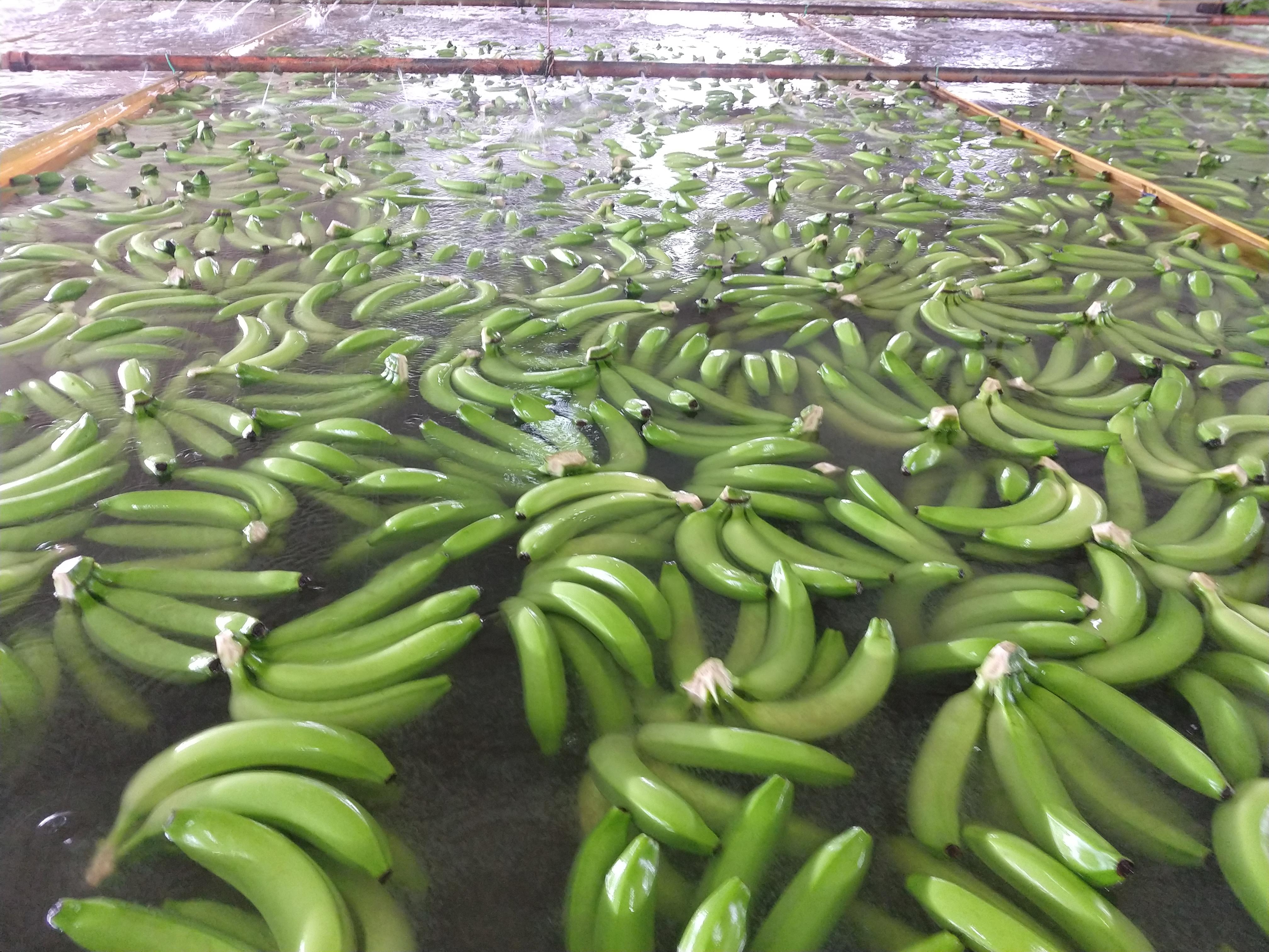 Cultivo de banano.