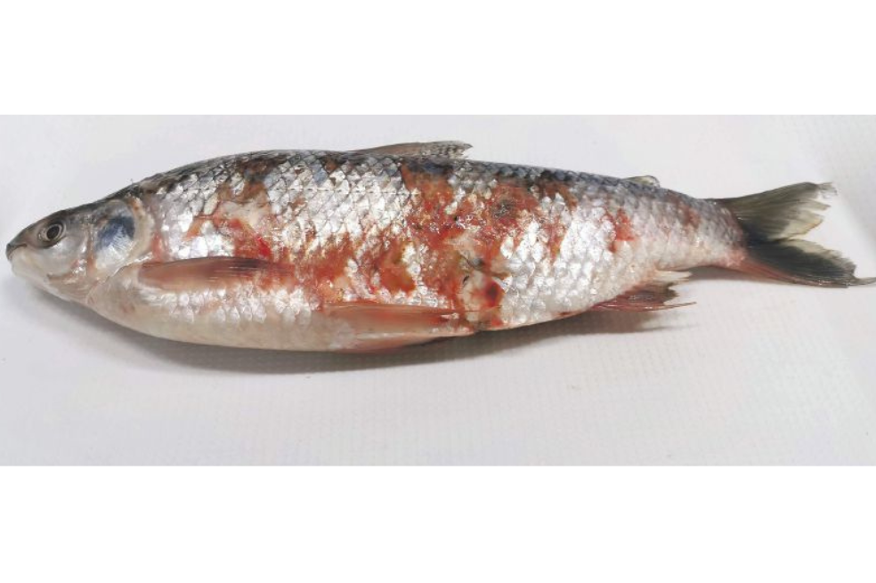 Detectan contaminación con mercurio, plomo, arsénico y cadmio en peces del río Cauca