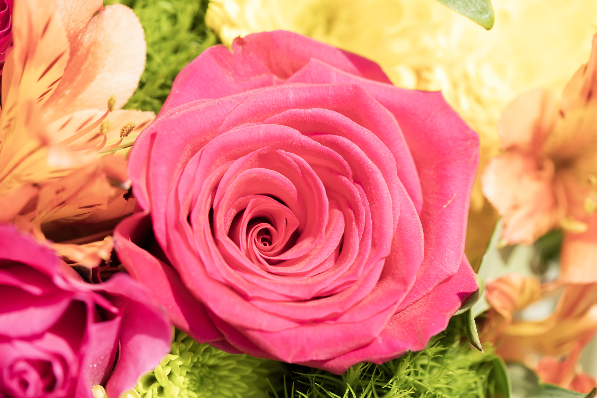 Rosas: cinco variedades diversas que adornarán su jardín, y sus cuidados