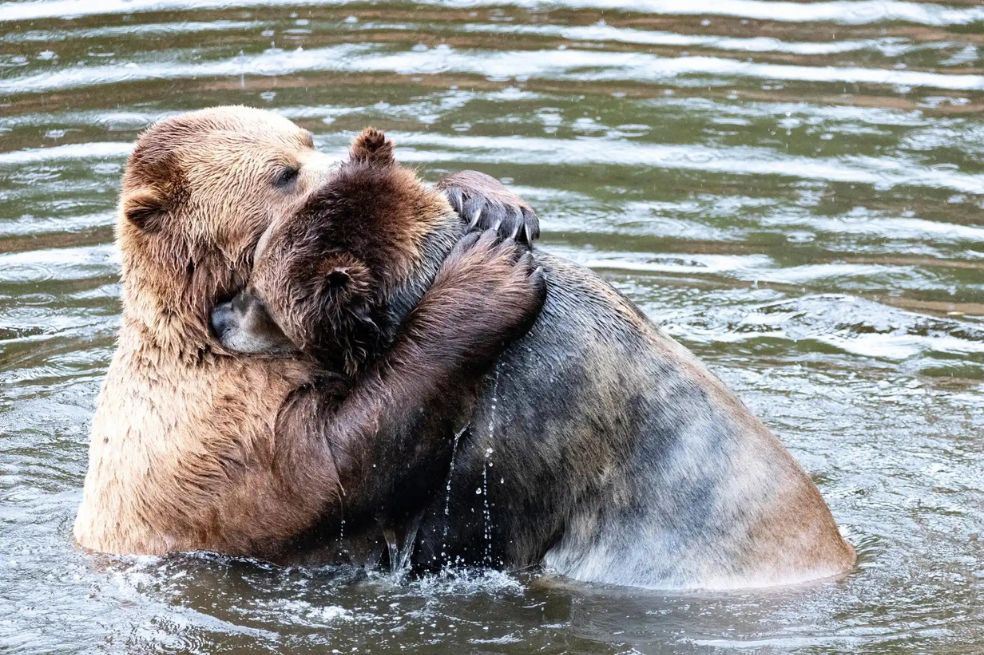 Andrea Rosado quedó entre los finalistas por una imagen de un abrazo entre dos osos en Alaska.