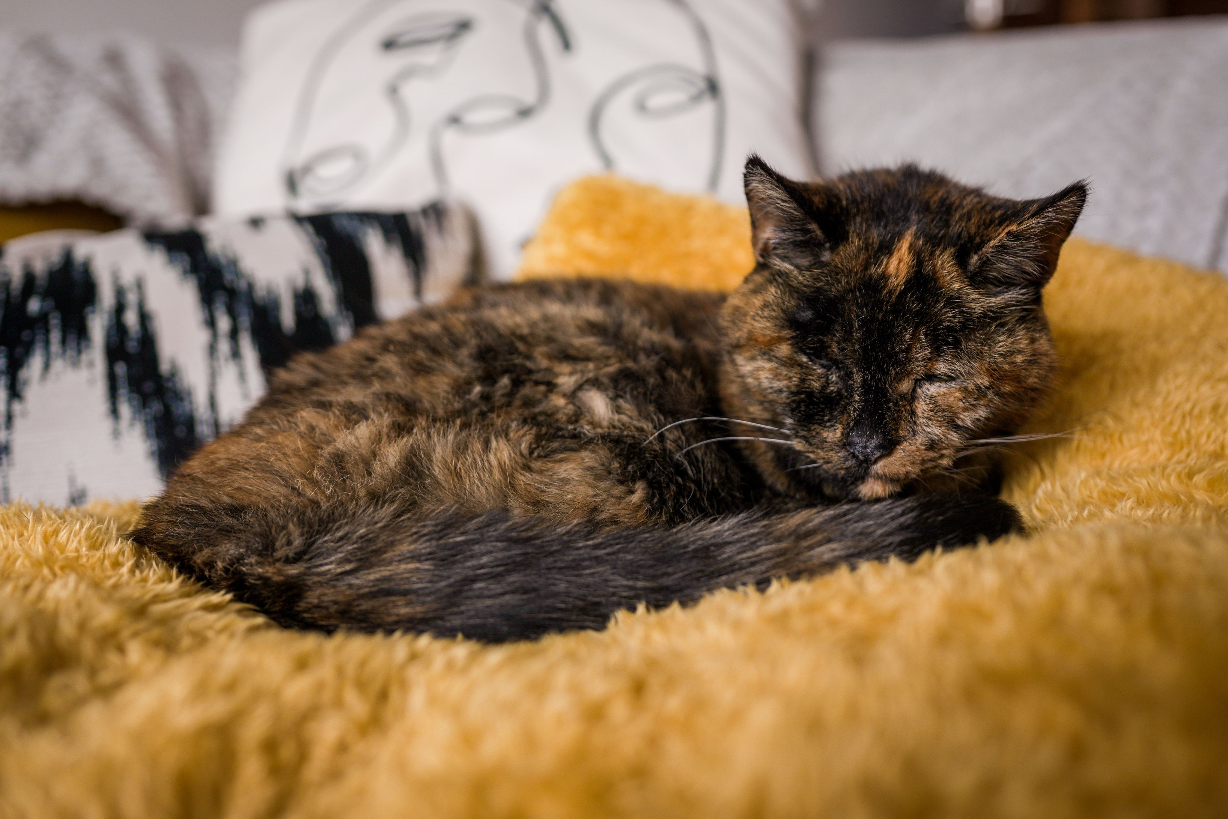 Flossie cumplió un año más y reafirma su récord como la gata más longeva del planeta