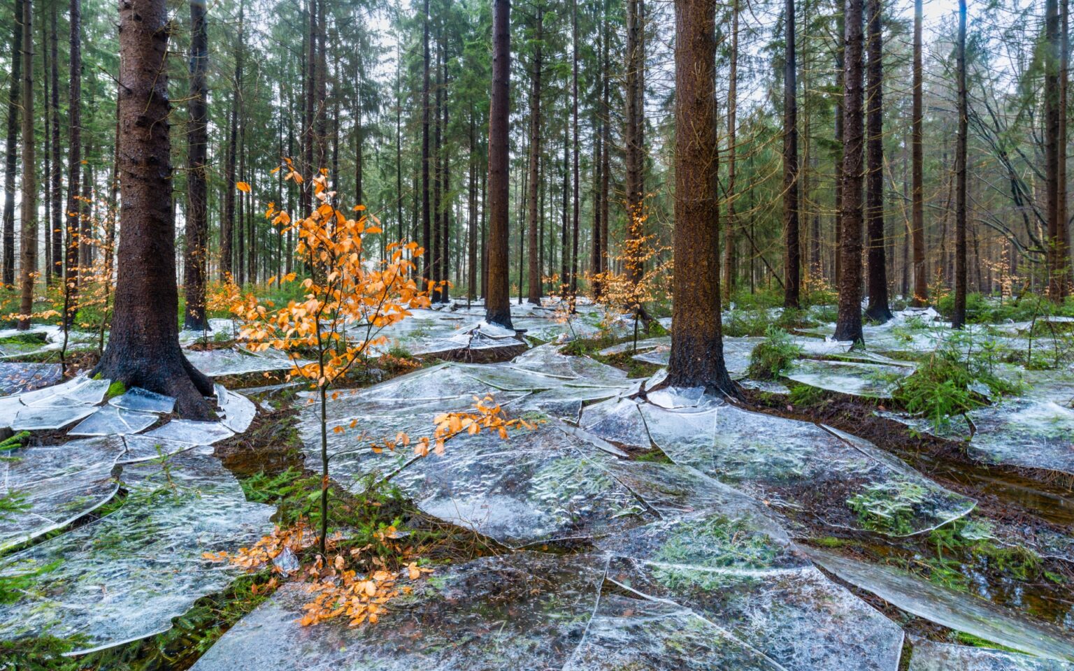 Después de que un río inundara un bosque, la superficie se congeló y el agua que había debajo se retiró. A continuación, la capa de hielo resultante comenzó a derretirse y a romperse, creando una escena espectacular.