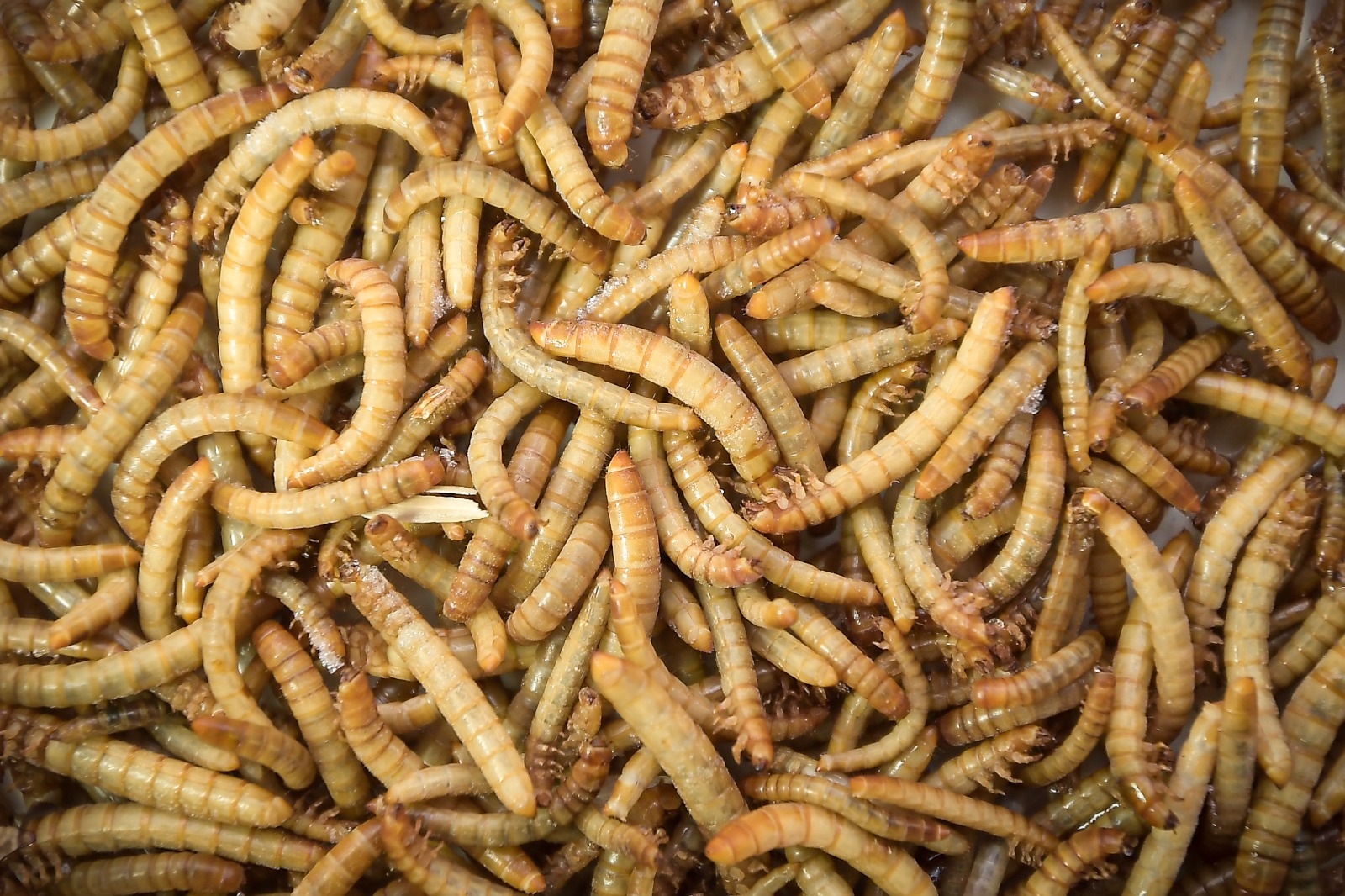 Las larvas de tenebrio molitor son una de las especies con mayor potencial para elaborar alimentos.