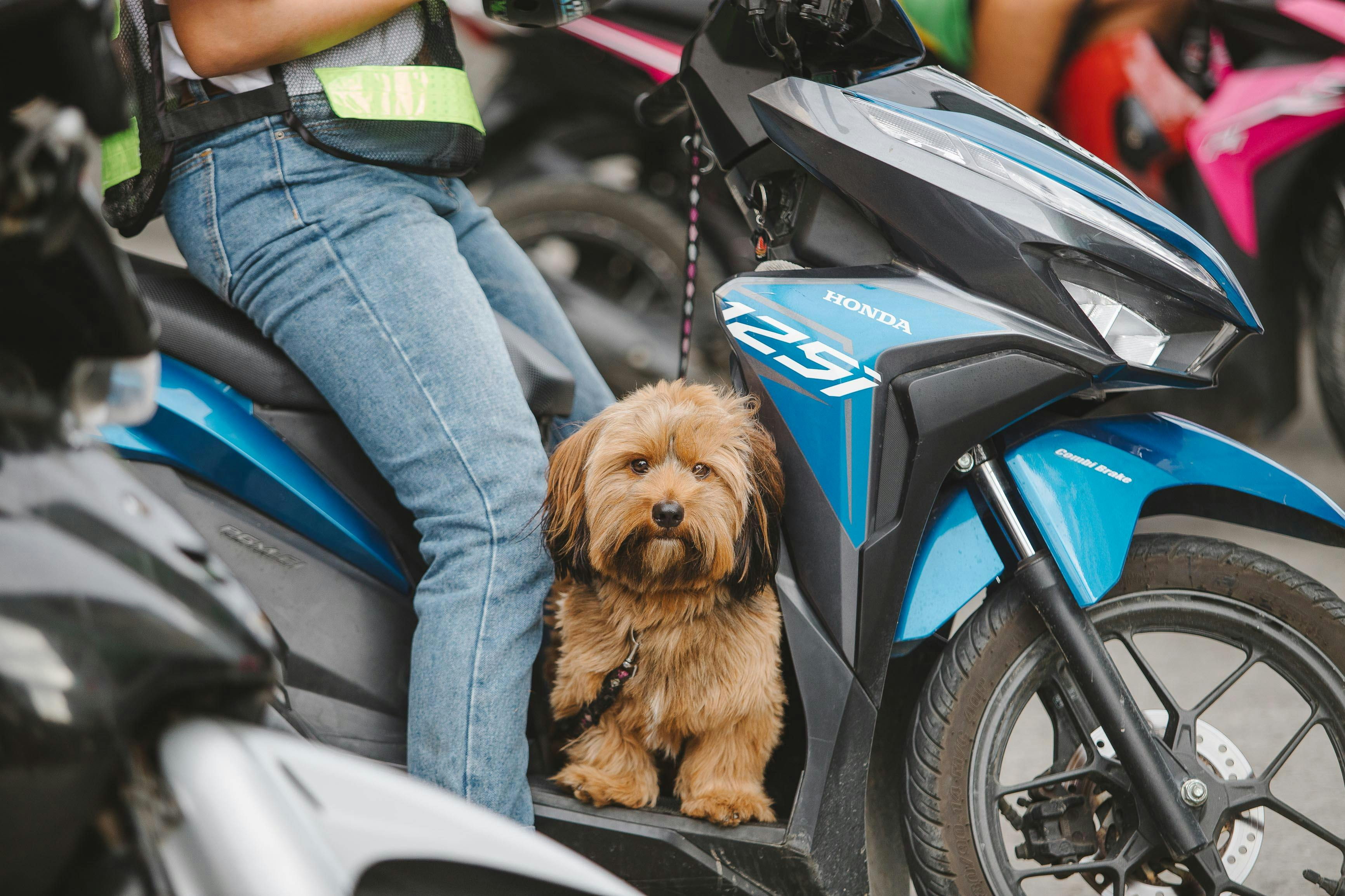 ¿Por qué algunos perros persiguen a las motos y qué significa?