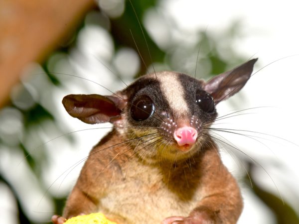 En imágenes: La zarigüeya poco conocida que se encontró en Guainía