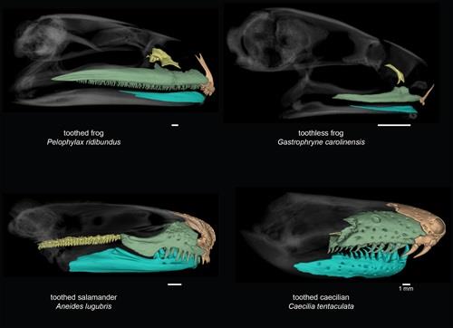 Tomografías computarizadas de casi todos los géneros de anfibios vivos revelan que las ranas han perdido dientes más de 20 veces durante su evolución, más que cualquier otro grupo de vertebrados.