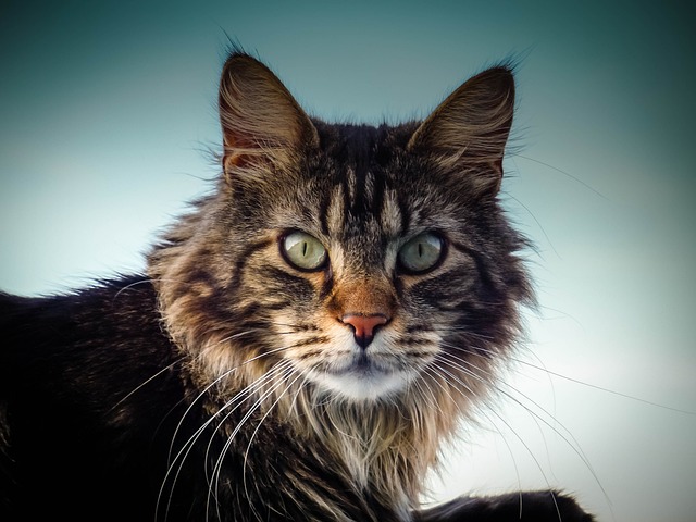 ¿Por qué los gatos maine coon son tan amigables?