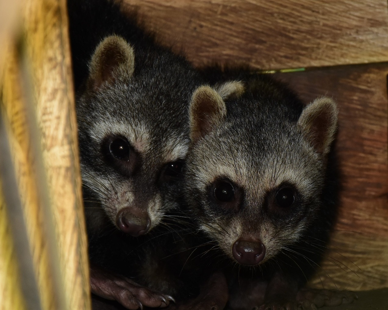 Estos animales fueron rescatados a muy corta edad.