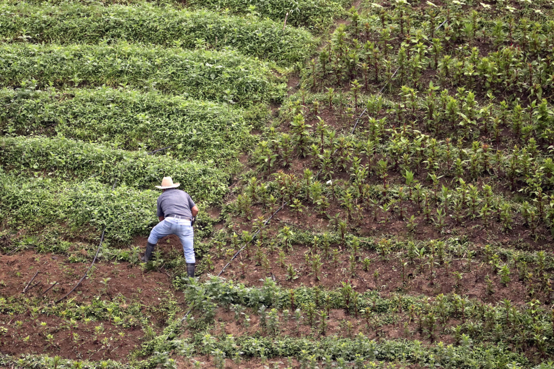 Diferencias entre fanegada, acre y hectárea: a cuánto equivalen y más
