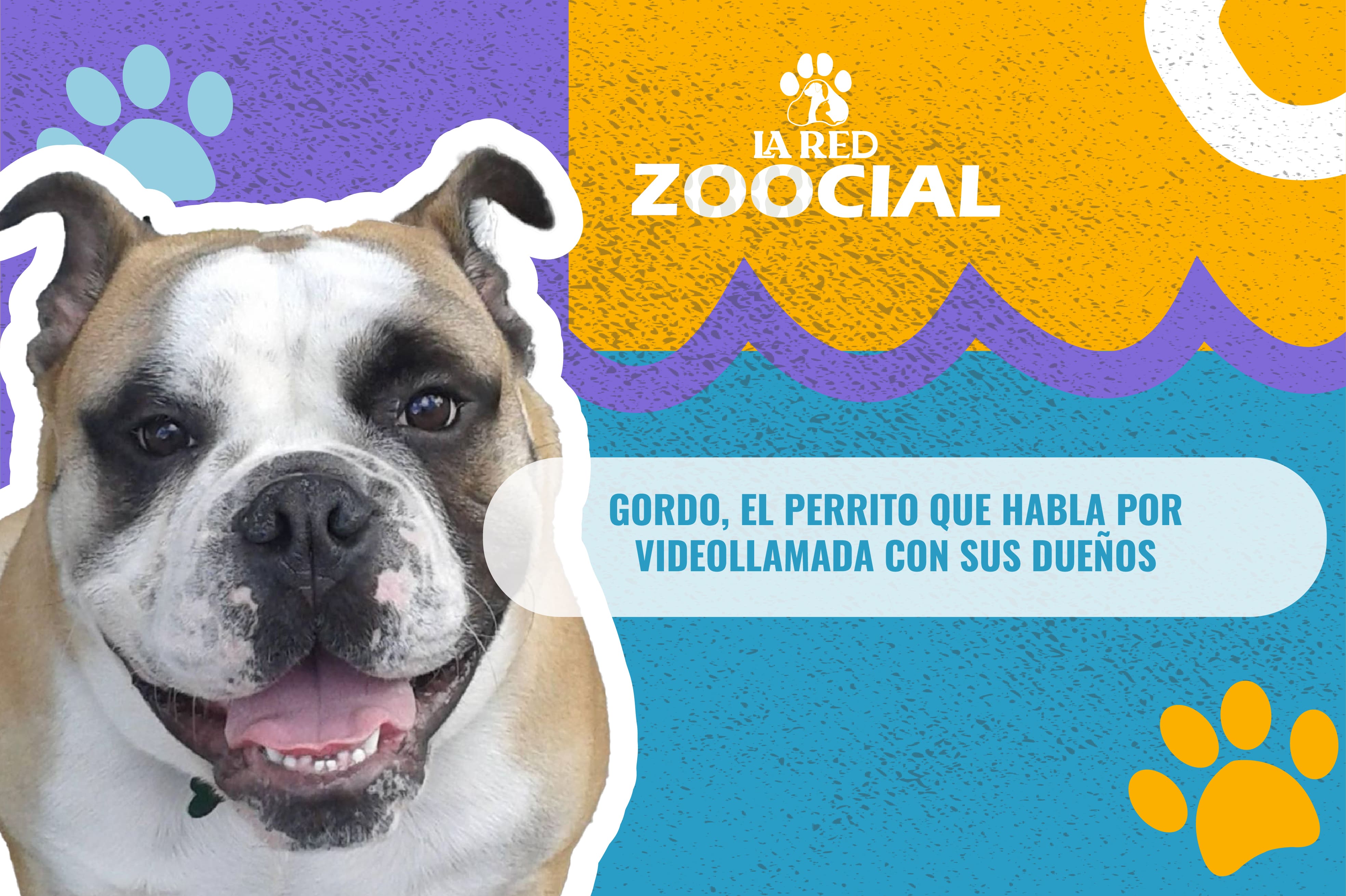 Conozca a Gordo, el perrito que hace videollamada con sus dueños