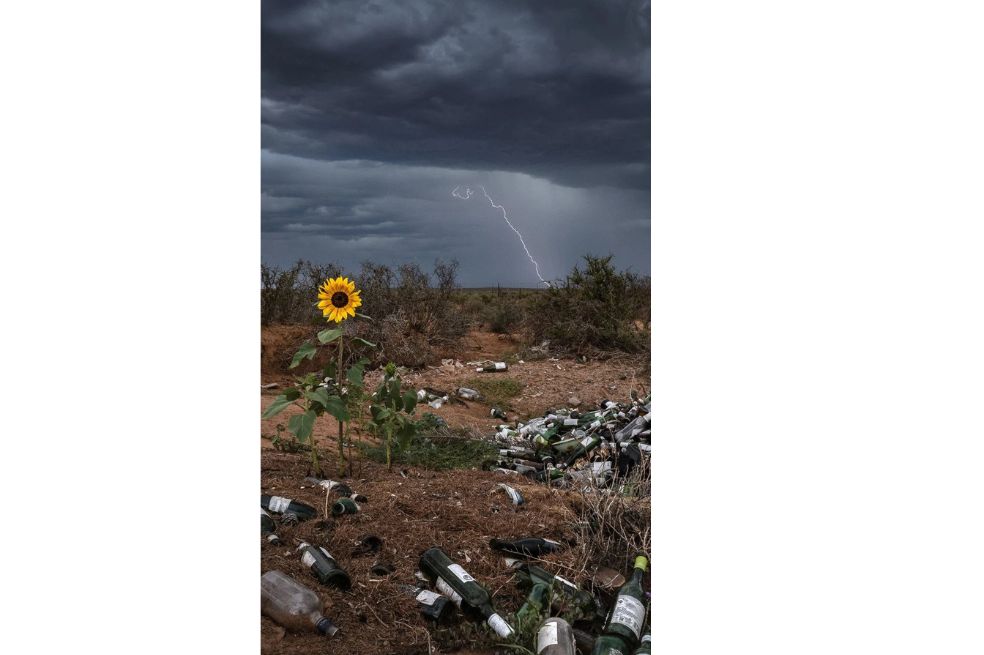 “Una tormenta eléctrica pasa sobre un girasol que, contra todo pronóstico, ha logrado sobrevivir en un basurero en la región semiárida de Karoo en Sudáfrica”, explica de la imagen su fotógrafo.