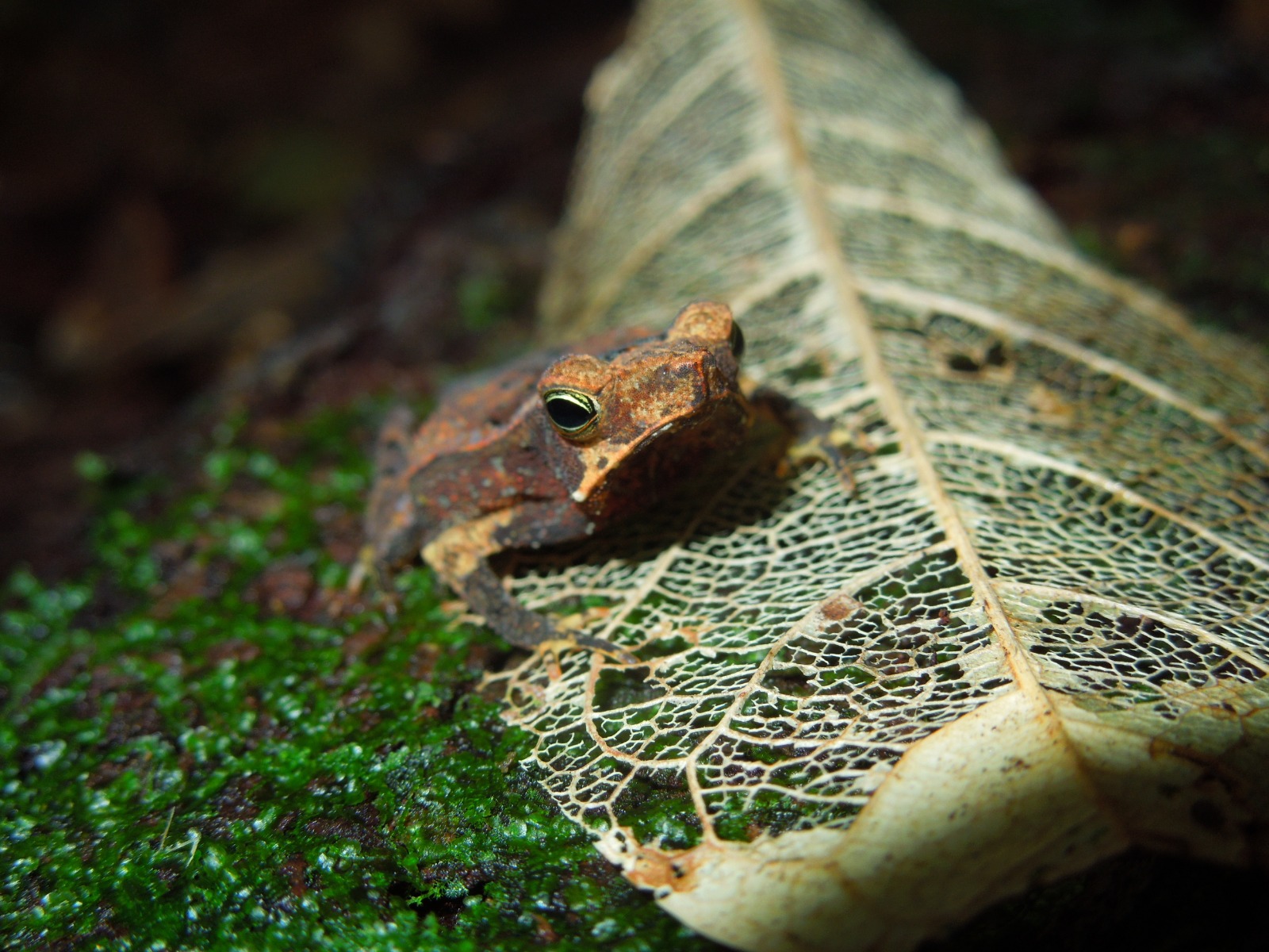 Sapito de hojarasca (Familia Bufonidae). Caquetá.