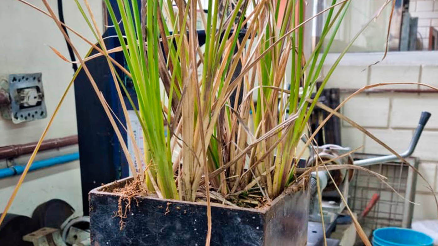Vetiver, la planta “milagrosa”: qué es, para qué sirve y de dónde viene
