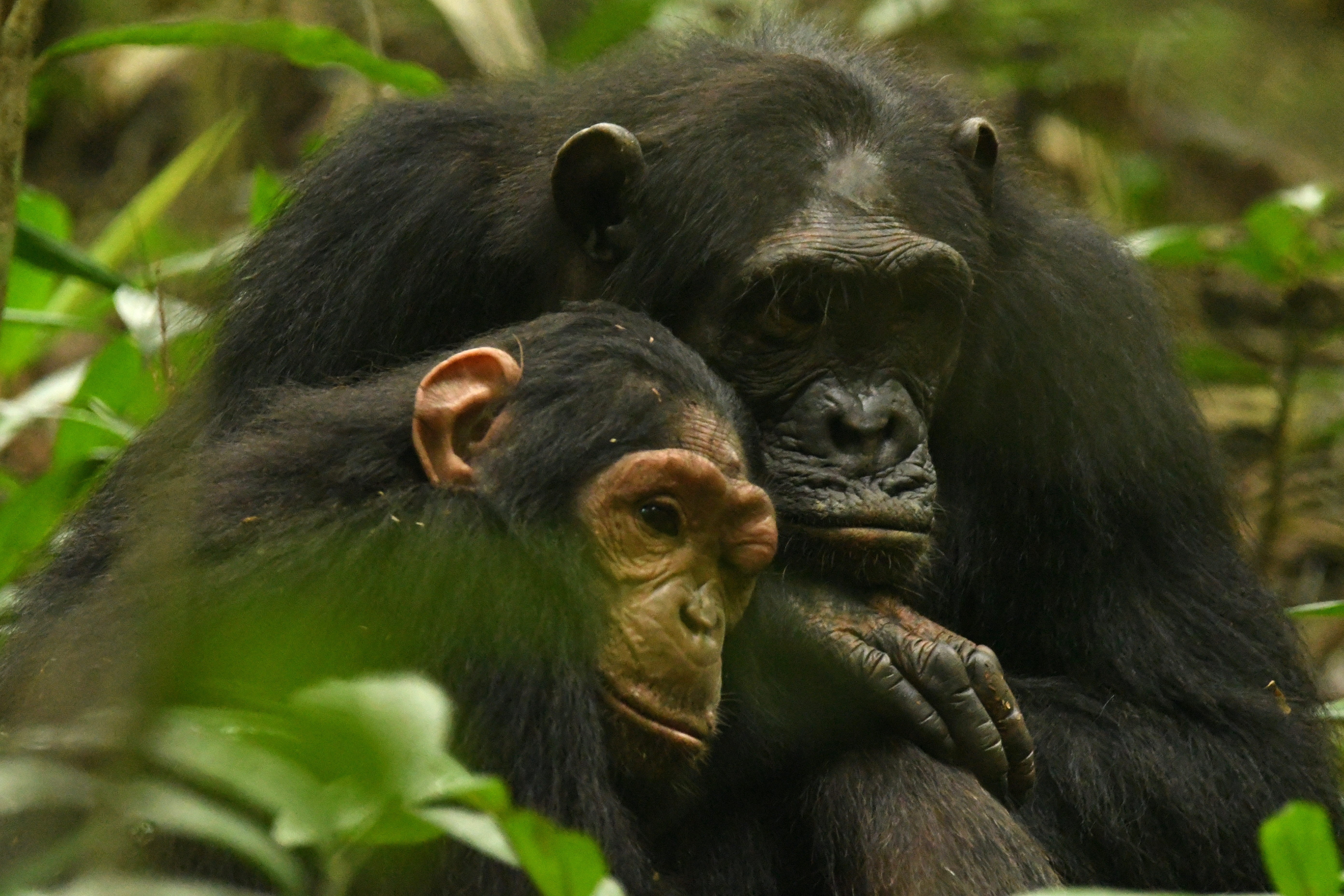 Beryl, a la derecha, y su hija, Lindsay, son chimpancés que viven en el Parque Nacional de Kibale, en Uganda.