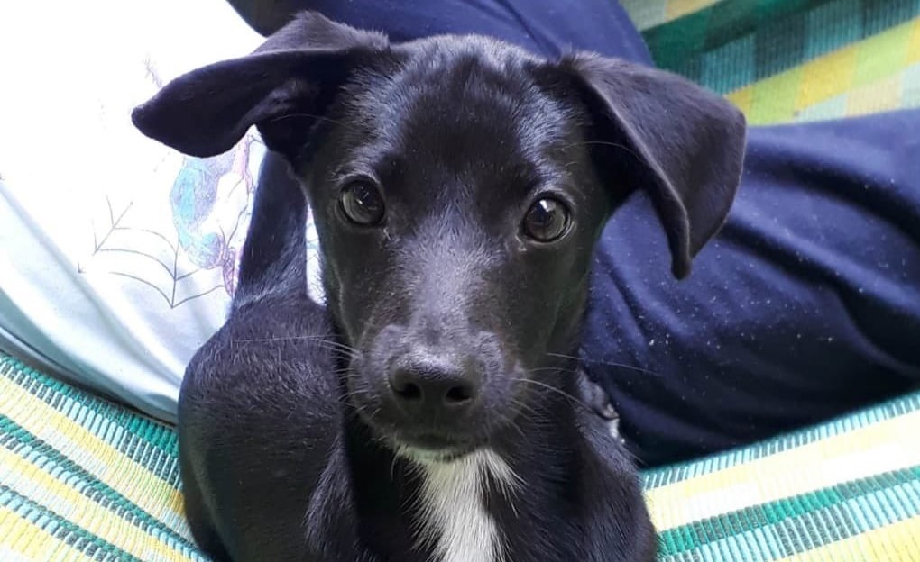Perro murió luego de ser lanzado desde un piso 15 en Piedecuesta, Santander
