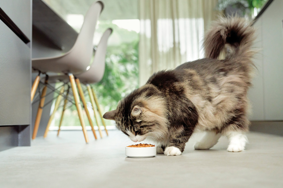 Tipos de alimentación para mascotas: concentrado, alimentos cocidos, entre otras