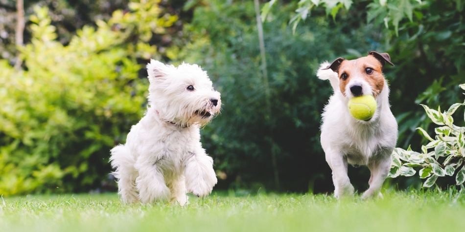 ¿Cómo aumentar la esperanza de vida de los perros?
