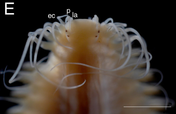 Ojos de la nueva especie "Parahesione pulvinata". /Tomada de la investigación.