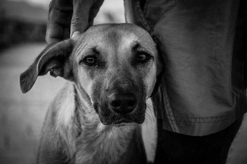 Niña de ocho años terminó gravemente herida por mordedura de perros en Popayán