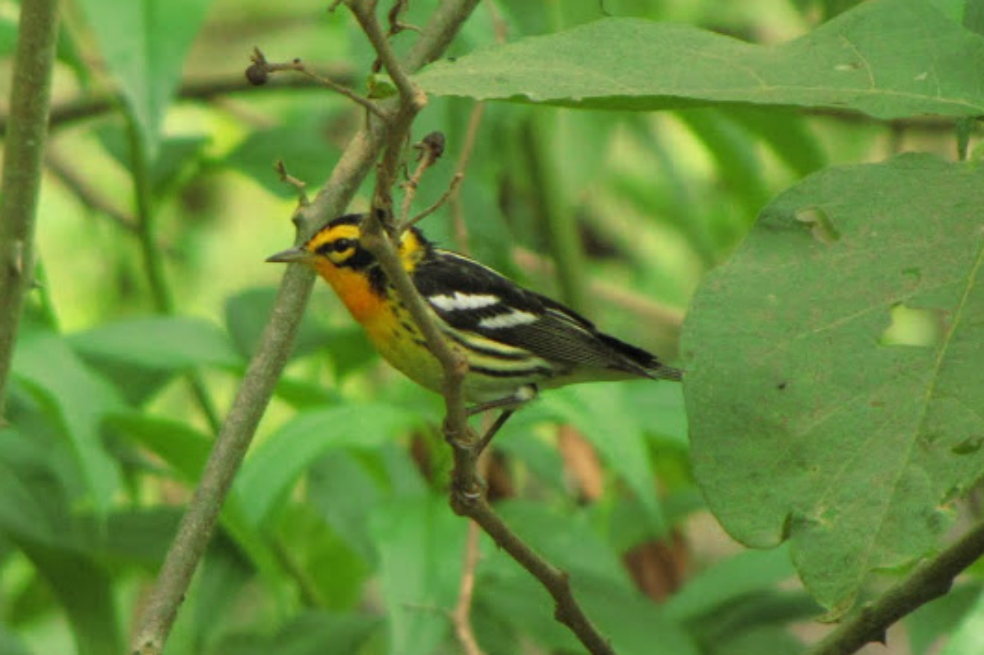 Las aves resisten a la deforestación en Colombia y conservan la biodiversidad